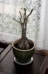 The Money Tree