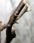 Little Buds Starting