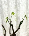 Little BudsTurn into Leaves